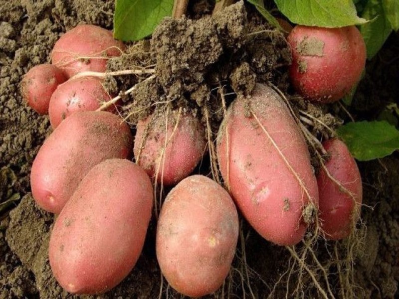 potato1