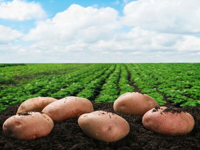 potato3